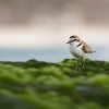 Kulik morsky - Charadrius alexandrinus - Kentish Plover o0870